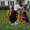 imageOurWarm Dog Halloween Costume for Large Dogs 64 LED Furry Giant Dog Spider Costume Funny Pet Halloween Costumes for Big XL Large Breed Pet Party Cosplay DecorOrange