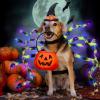 imageOurWarm Dog Halloween Costumes for Pet 64 LED Furry Large Dog Spider Costume Funny Pet Costumes for Medium Big Dogs Halloween Party Decor Puppy Pets Outfits Cosplay