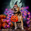 imageOurWarm Dog Halloween Costumes for Pets 64 LED Furry Giant Dog Spider Costume Funny Dogs Costumes for Medium Large Dogs Halloween Party Decor Puppy Pets Outfits Cosplay