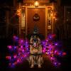 imageOurWarm Large Dog Halloween Costume Dog Spider Costume with 64 LED Purple Lights Furry Funny Halloween Costumes for Large Dogs Pets Clothes Puppy Outfits Cosplay Halloween Party Decor