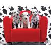 Lots of Spots