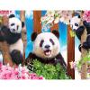 imageRoseArt  Kodak Premium  Panda Playtime  100 Piece Jigsaw Puzzle for AdultsPanda Playtime