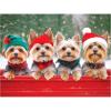 Yorkie Holidays