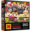 image:imageRoseArt  Kodak  Maine Road 350 Piece Jigsaw Puzzle Scenic Autumn Landscape Puzzle for AdultsMarket Puppies