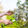 imageSerenelife Cordless Pruning Shears ampamp Branch Cutter  Electric Pruner with 6 feet of Extension Reach  Rechargeable Battery ampamp 98 IN Cutting Diameter  Ideal for Bushes Roses Gardens ampamp Branches